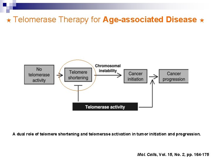 ★ Telomerase Therapy for Age-associated Disease ★ A dual role of telomere shortening and