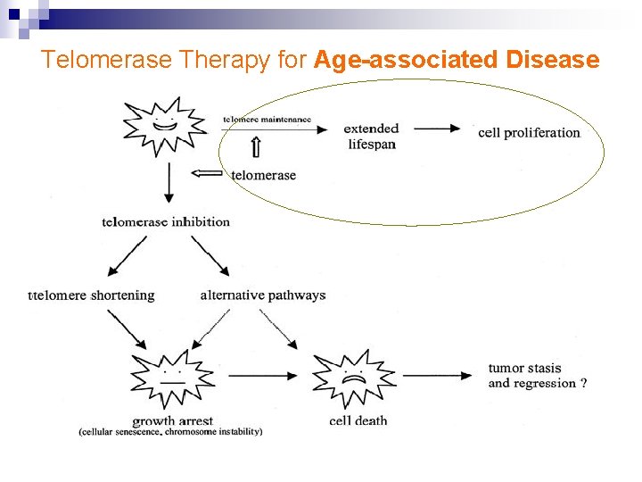 Telomerase Therapy for Age-associated Disease 