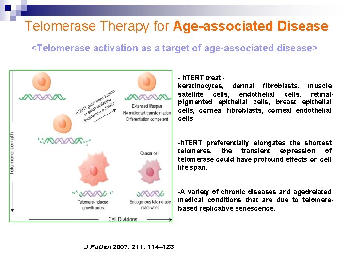 Telomerase Therapy for Age-associated Disease <Telomerase activation as a target of age-associated disease> -