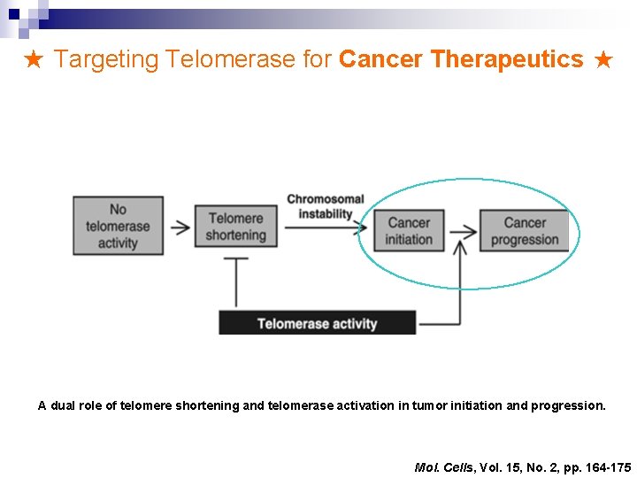 ★ Targeting Telomerase for Cancer Therapeutics ★ A dual role of telomere shortening and