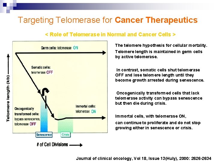 Targeting Telomerase for Cancer Therapeutics < Role of Telomerase in Normal and Cancer Cells