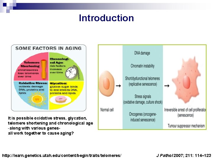 Introduction It is possible oxidative stress, glycation, telomere shortening and chronological age -along with