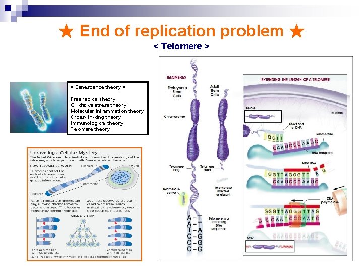 ★ End of replication problem ★ < Telomere > < Senescence theory > Free