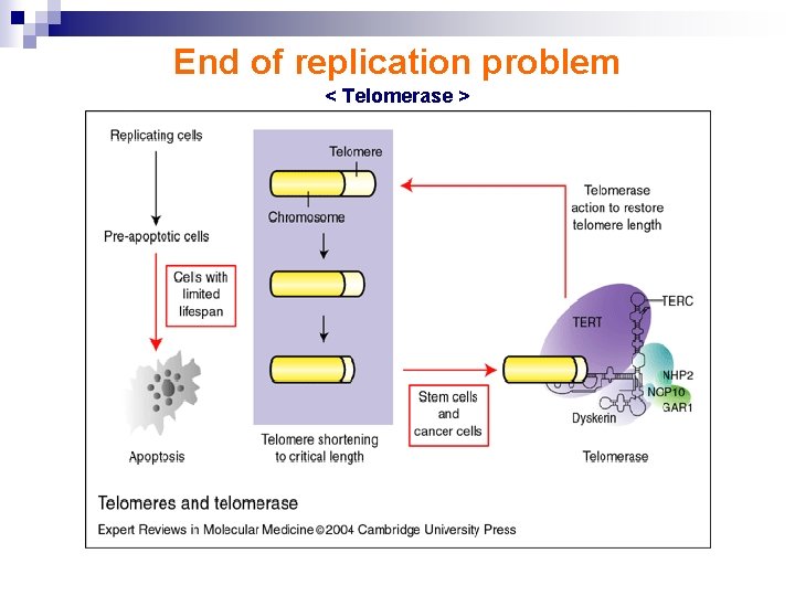 End of replication problem < Telomerase > 