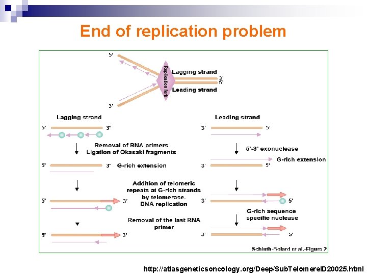 End of replication problem http: //atlasgeneticsoncology. org/Deep/Sub. Telomere. ID 20025. html 