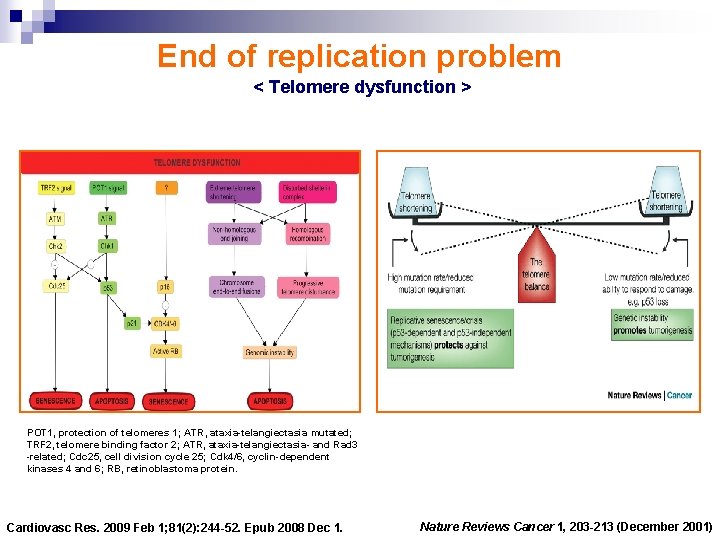 End of replication problem < Telomere dysfunction > POT 1, protection of telomeres 1;