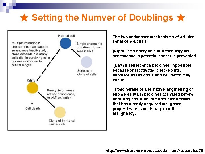 ★ Setting the Numver of Doublings ★ The two anticancer mechanisms of cellular senescence/crisis.