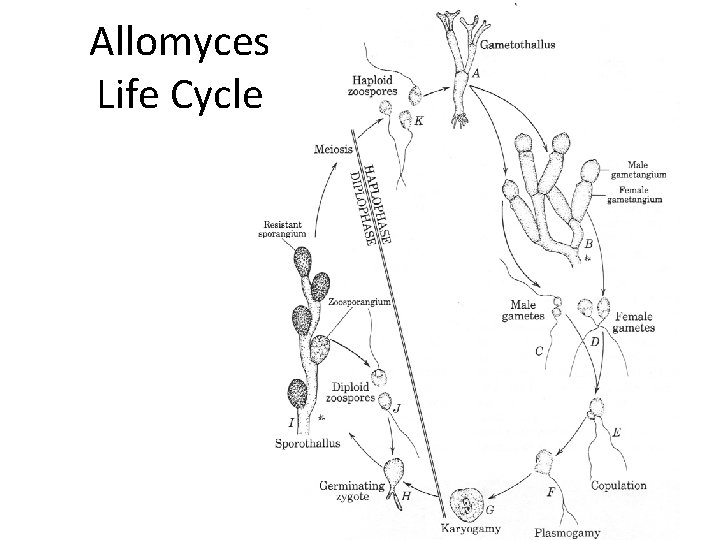 Allomyces Life Cycle 
