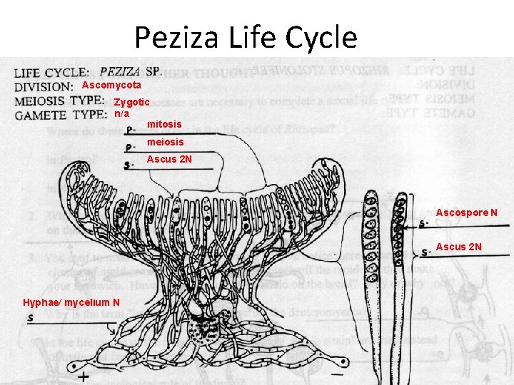Peziza Life Cycle Ascomycota Zygotic n/a mitosis meiosis Ascus 2 N Ascospore N Ascus