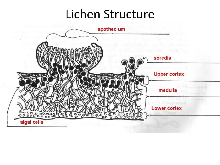 Lichen Structure apothecium soredia Upper cortex medulla Lower cortex algal cells 