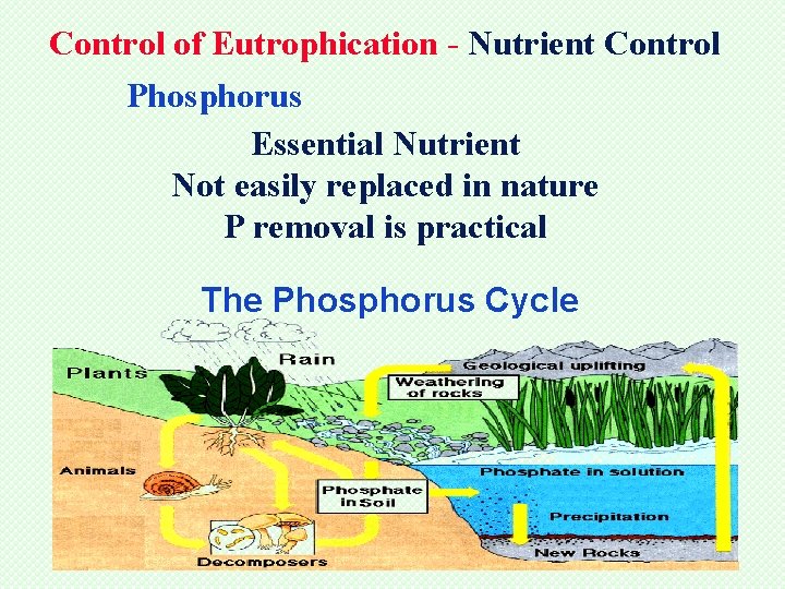 Control of Eutrophication - Nutrient Control Phosphorus Essential Nutrient Not easily replaced in nature