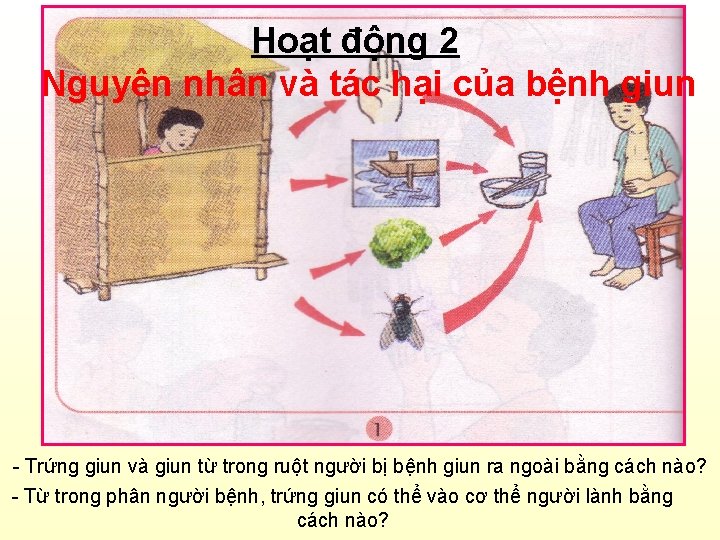 Hoạt động 2 Nguyên nhân và tác hại của bệnh giun - Trứng giun