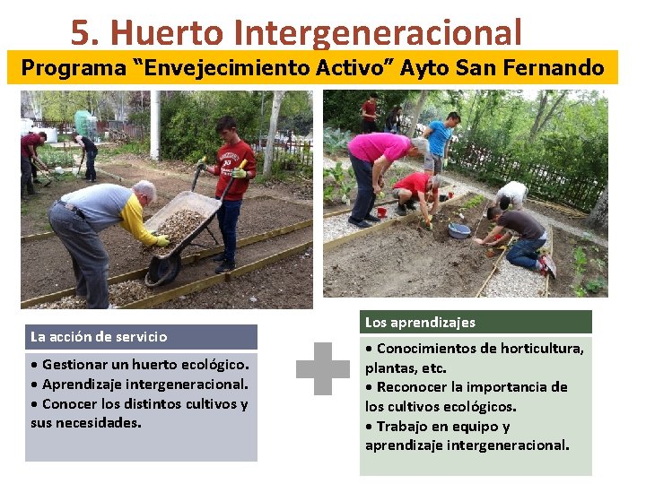 5. Huerto Intergeneracional Programa “Envejecimiento Activo” Ayto San Fernando La acción de servicio •