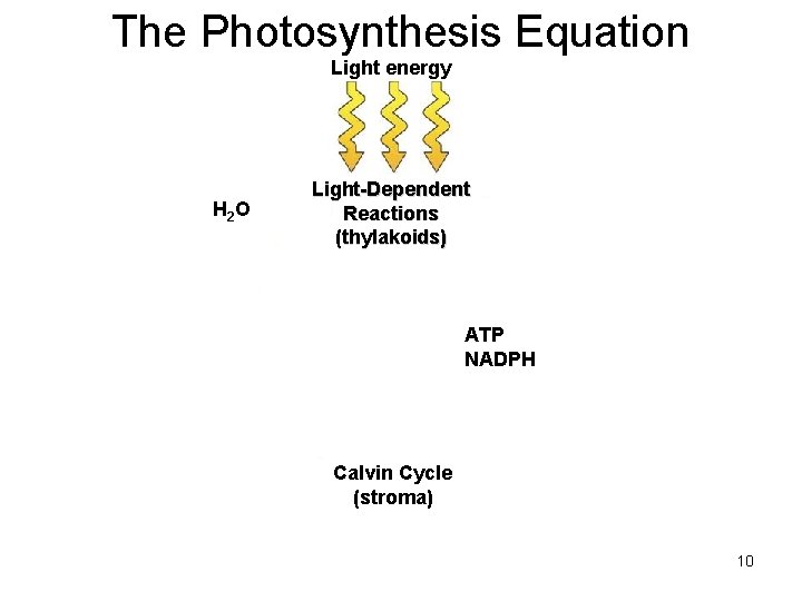 The Photosynthesis Equation Light energy H 2 O Light-Dependent Reactions (thylakoids) ADP + NADP The Photosynthesis Equation Light energy H 2 O Light-Dependent Reactions (thylakoids) ADP + NADP