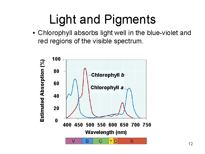Light and Pigments Estimated Absorption (%) • Chlorophyll absorbs light well in the blue-violet Light and Pigments Estimated Absorption (%) • Chlorophyll absorbs light well in the blue-violet