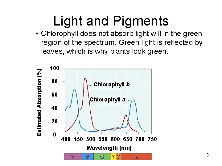 Light and Pigments Estimated Absorption (%) • Chlorophyll does not absorb light will in Light and Pigments Estimated Absorption (%) • Chlorophyll does not absorb light will in