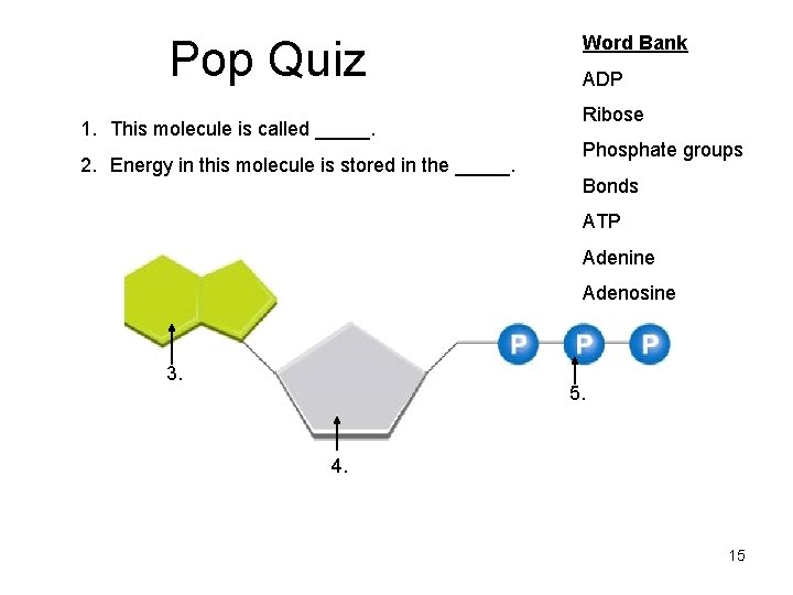Pop Quiz 1. This molecule is called _____. 2. Energy in this molecule is Pop Quiz 1. This molecule is called _____. 2. Energy in this molecule is