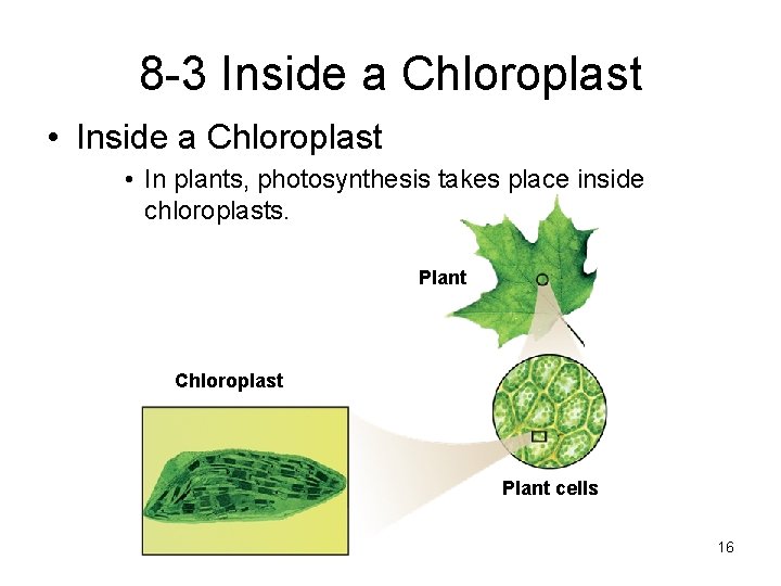 8 -3 Inside a Chloroplast • In plants, photosynthesis takes place inside chloroplasts. Plant 8 -3 Inside a Chloroplast • In plants, photosynthesis takes place inside chloroplasts. Plant