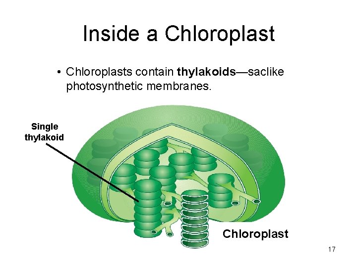Inside a Chloroplast • Chloroplasts contain thylakoids—saclike photosynthetic membranes. Single thylakoid Chloroplast 17 Inside a Chloroplast • Chloroplasts contain thylakoids—saclike photosynthetic membranes. Single thylakoid Chloroplast 17