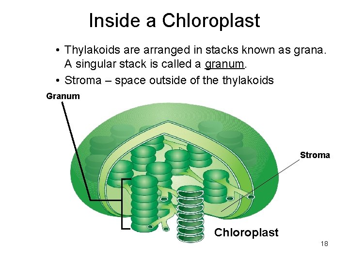 Inside a Chloroplast • Thylakoids are arranged in stacks known as grana. A singular Inside a Chloroplast • Thylakoids are arranged in stacks known as grana. A singular