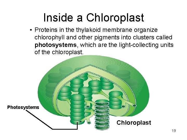 Inside a Chloroplast • Proteins in the thylakoid membrane organize chlorophyll and other pigments Inside a Chloroplast • Proteins in the thylakoid membrane organize chlorophyll and other pigments