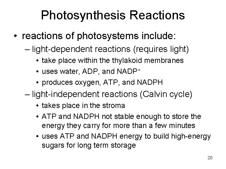 Photosynthesis Reactions • reactions of photosystems include: – light-dependent reactions (requires light) • take Photosynthesis Reactions • reactions of photosystems include: – light-dependent reactions (requires light) • take