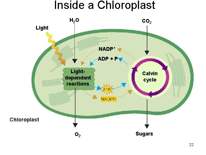 Inside a Chloroplast H 2 O CO 2 Light NADP+ ADP + P Lightdependent Inside a Chloroplast H 2 O CO 2 Light NADP+ ADP + P Lightdependent