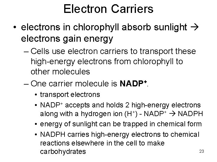 Electron Carriers • electrons in chlorophyll absorb sunlight electrons gain energy – Cells use Electron Carriers • electrons in chlorophyll absorb sunlight electrons gain energy – Cells use