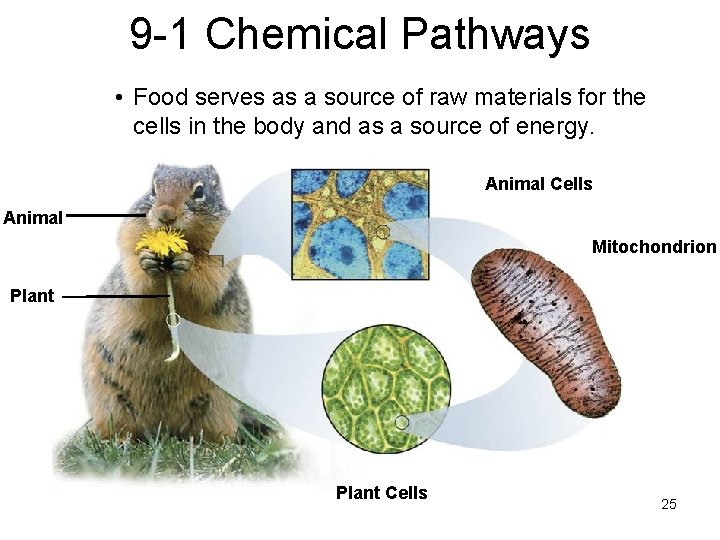 9 -1 Chemical Pathways • Food serves as a source of raw materials for 9 -1 Chemical Pathways • Food serves as a source of raw materials for