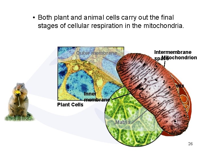 • Both plant and animal cells carry out the final stages of cellular • Both plant and animal cells carry out the final stages of cellular