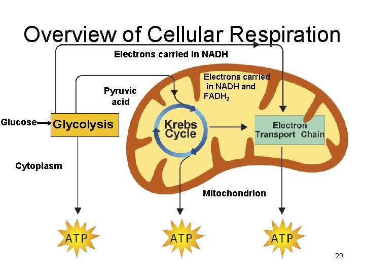 Overview of Cellular Respiration Electrons carried in NADH Pyruvic acid Glucose Electrons carried in Overview of Cellular Respiration Electrons carried in NADH Pyruvic acid Glucose Electrons carried in