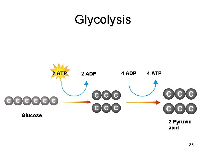 Glycolysis 2 ATP 2 ADP 4 ATP Glucose 2 Pyruvic acid 33 Glycolysis 2 ATP 2 ADP 4 ATP Glucose 2 Pyruvic acid 33