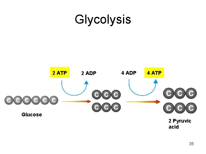 Glycolysis 2 ATP 2 ADP 4 ATP Glucose 2 Pyruvic acid 35 Glycolysis 2 ATP 2 ADP 4 ATP Glucose 2 Pyruvic acid 35