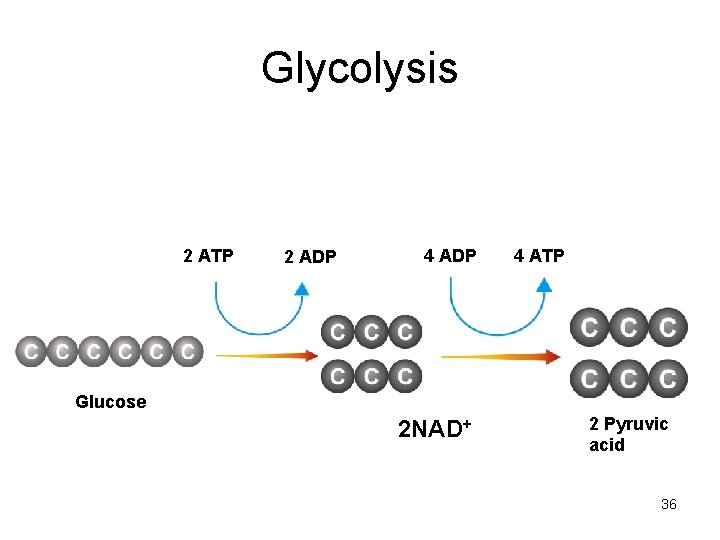 Glycolysis 2 ATP 2 ADP 4 ATP Glucose 2 NAD+ 2 Pyruvic acid 36 Glycolysis 2 ATP 2 ADP 4 ATP Glucose 2 NAD+ 2 Pyruvic acid 36