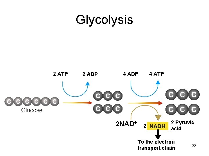 Glycolysis 2 ATP 2 ADP 4 ADP 2 NAD+ 4 ATP 2 2 Pyruvic Glycolysis 2 ATP 2 ADP 4 ADP 2 NAD+ 4 ATP 2 2 Pyruvic