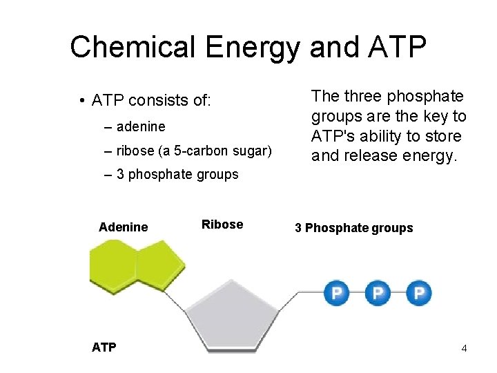 Chemical Energy and ATP • ATP consists of: – adenine – ribose (a 5 Chemical Energy and ATP • ATP consists of: – adenine – ribose (a 5