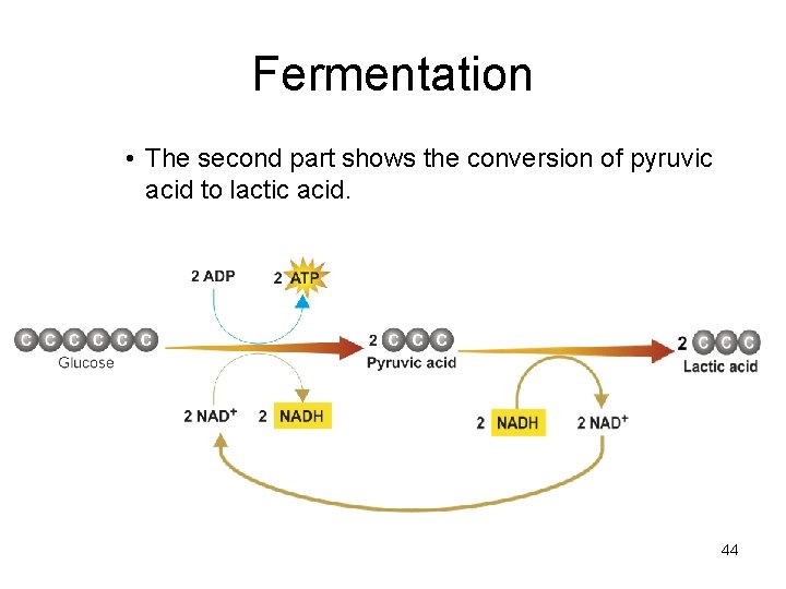 Fermentation • The second part shows the conversion of pyruvic acid to lactic acid. Fermentation • The second part shows the conversion of pyruvic acid to lactic acid.