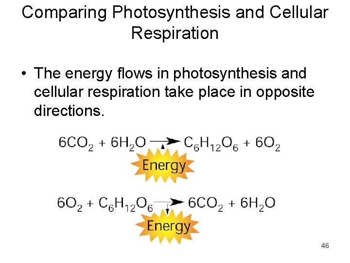 Comparing Photosynthesis and Cellular Respiration • The energy flows in photosynthesis and cellular respiration Comparing Photosynthesis and Cellular Respiration • The energy flows in photosynthesis and cellular respiration