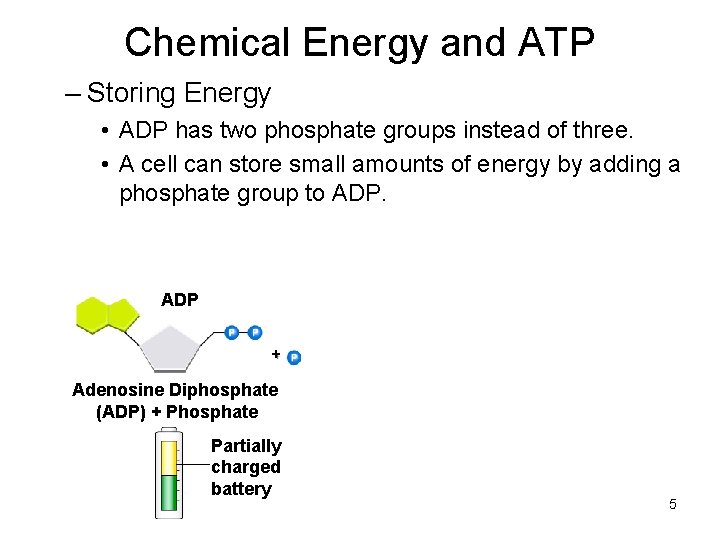 Chemical Energy and ATP – Storing Energy • ADP has two phosphate groups instead Chemical Energy and ATP – Storing Energy • ADP has two phosphate groups instead