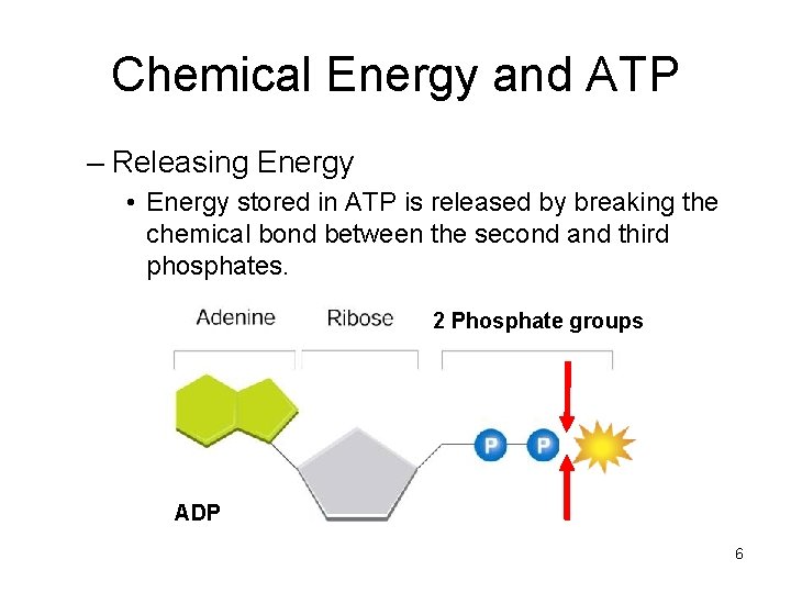 Chemical Energy and ATP – Releasing Energy • Energy stored in ATP is released Chemical Energy and ATP – Releasing Energy • Energy stored in ATP is released