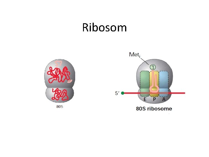 Ribosom 