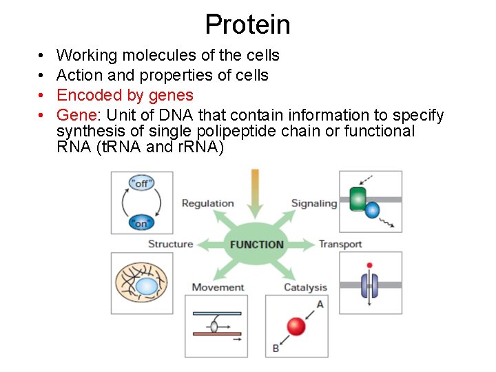 Protein • • Working molecules of the cells Action and properties of cells Encoded