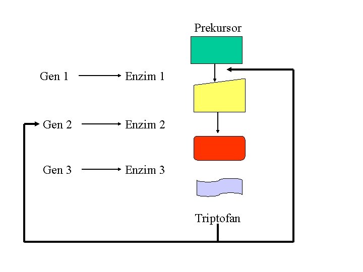 Prekursor Gen 1 Enzim 1 Gen 2 Enzim 2 Gen 3 Enzim 3 Triptofan