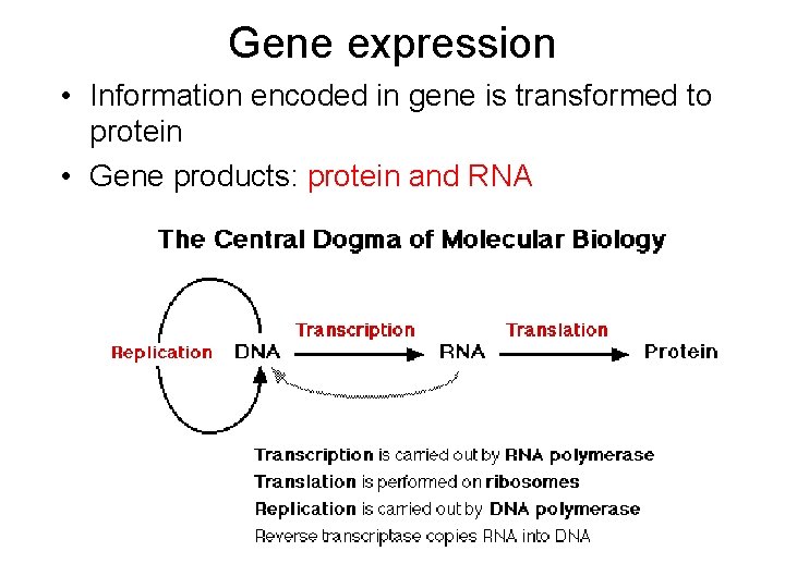 Gene expression • Information encoded in gene is transformed to protein • Gene products: