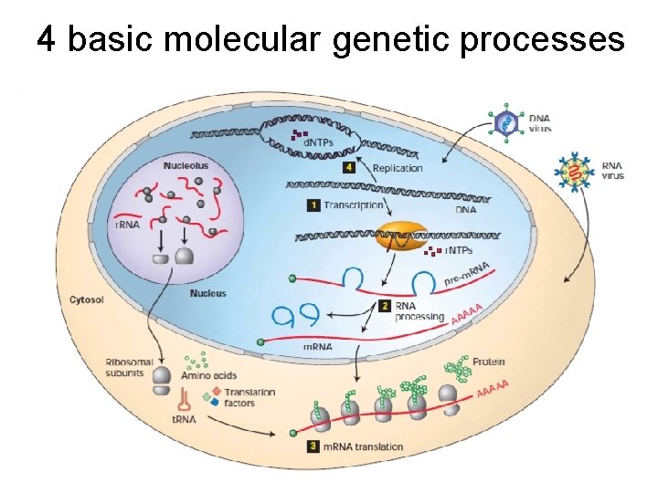 4 basic molecular genetic processes 