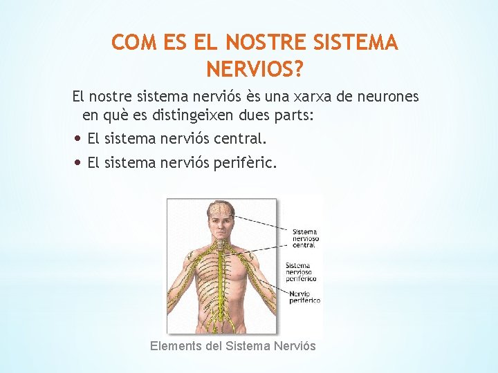 COM ES EL NOSTRE SISTEMA NERVIOS? El nostre sistema nerviós ès una xarxa de
