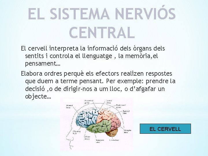 EL SISTEMA NERVIÓS CENTRAL El cervell interpreta la informació dels òrgans dels sentits i