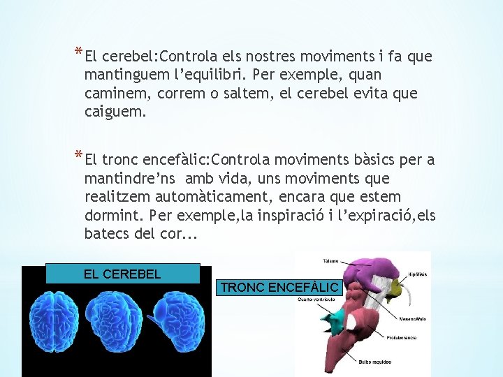 *El cerebel: Controla els nostres moviments i fa que mantinguem l’equilibri. Per exemple, quan