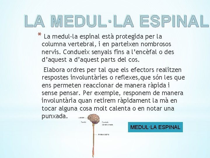 LA MEDUL·LA ESPINAL * La medul·la espinal està protegida per la columna vertebral, i