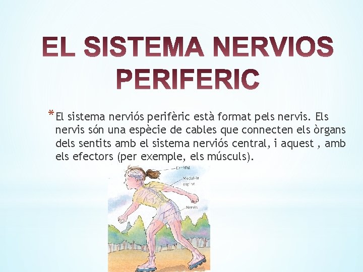 *El sistema nerviós perifèric està format pels nervis. Els nervis són una espècie de